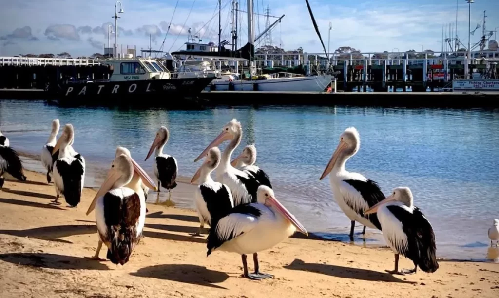 Meet the Pelicans