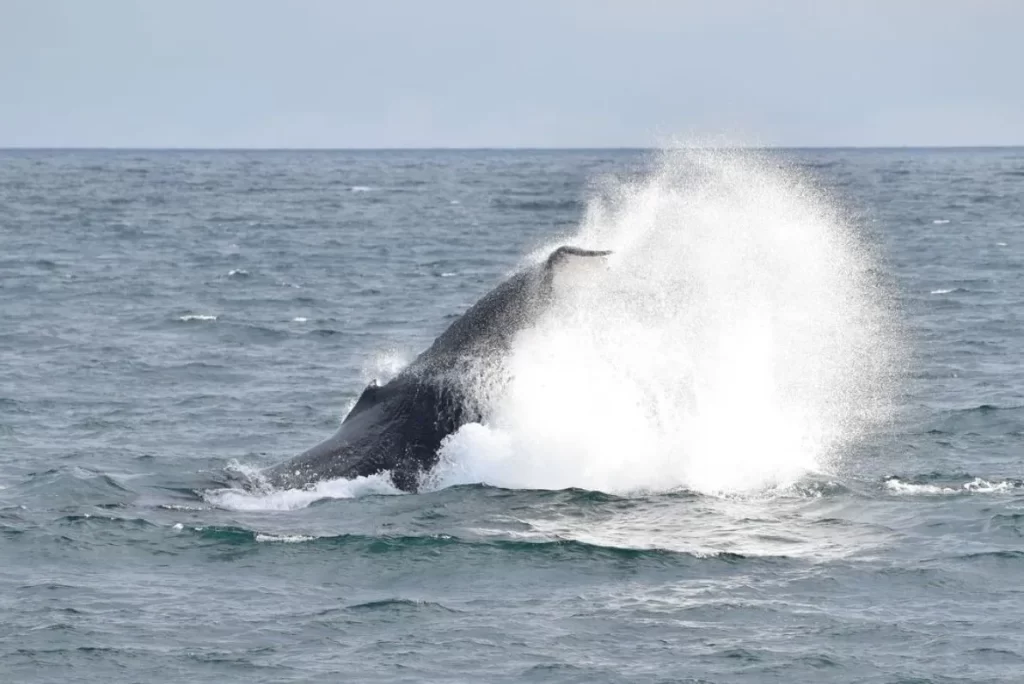 Phillip Island Tours from Melbourne