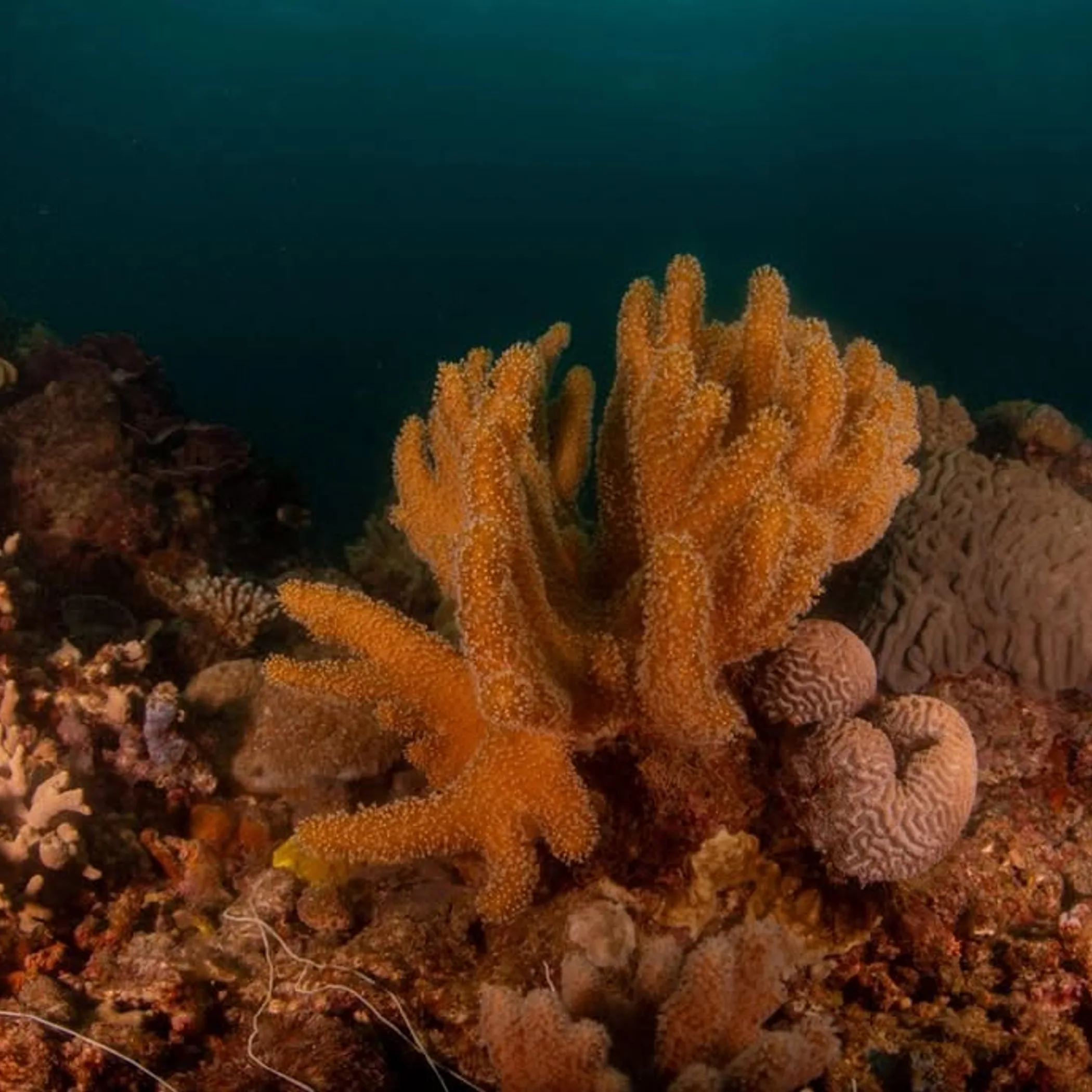 colorful coral reef underwater scene