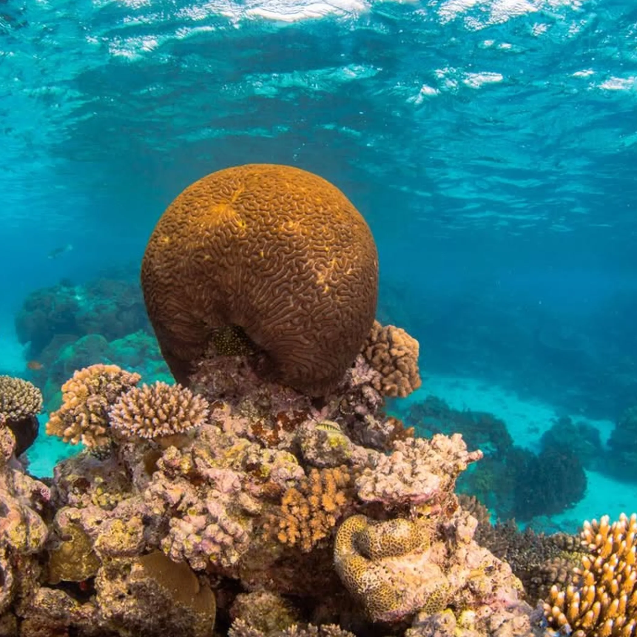 colorful coral reef underwater scene