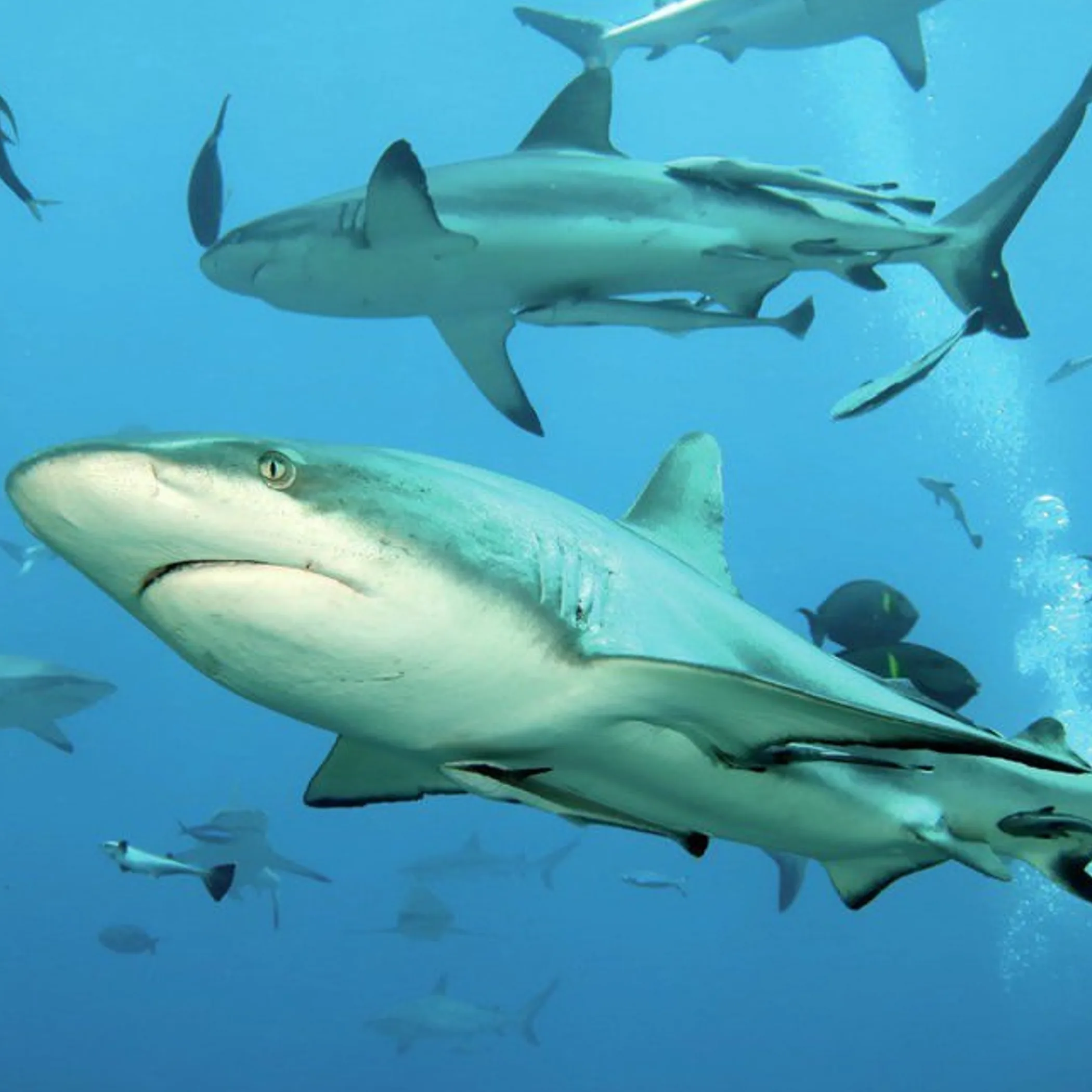 underwater reef with sharks swimming