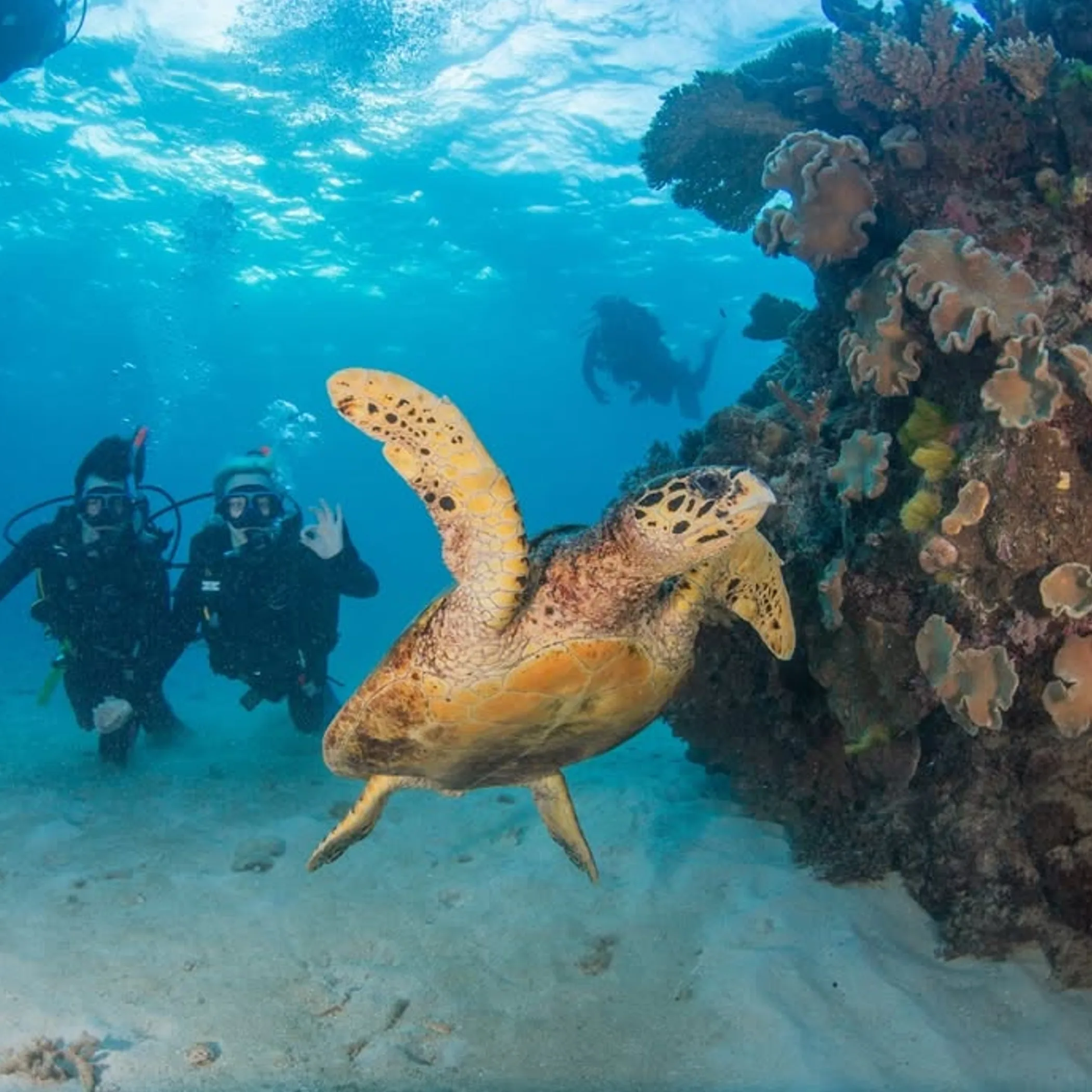 reef with turtle and divers underwater
