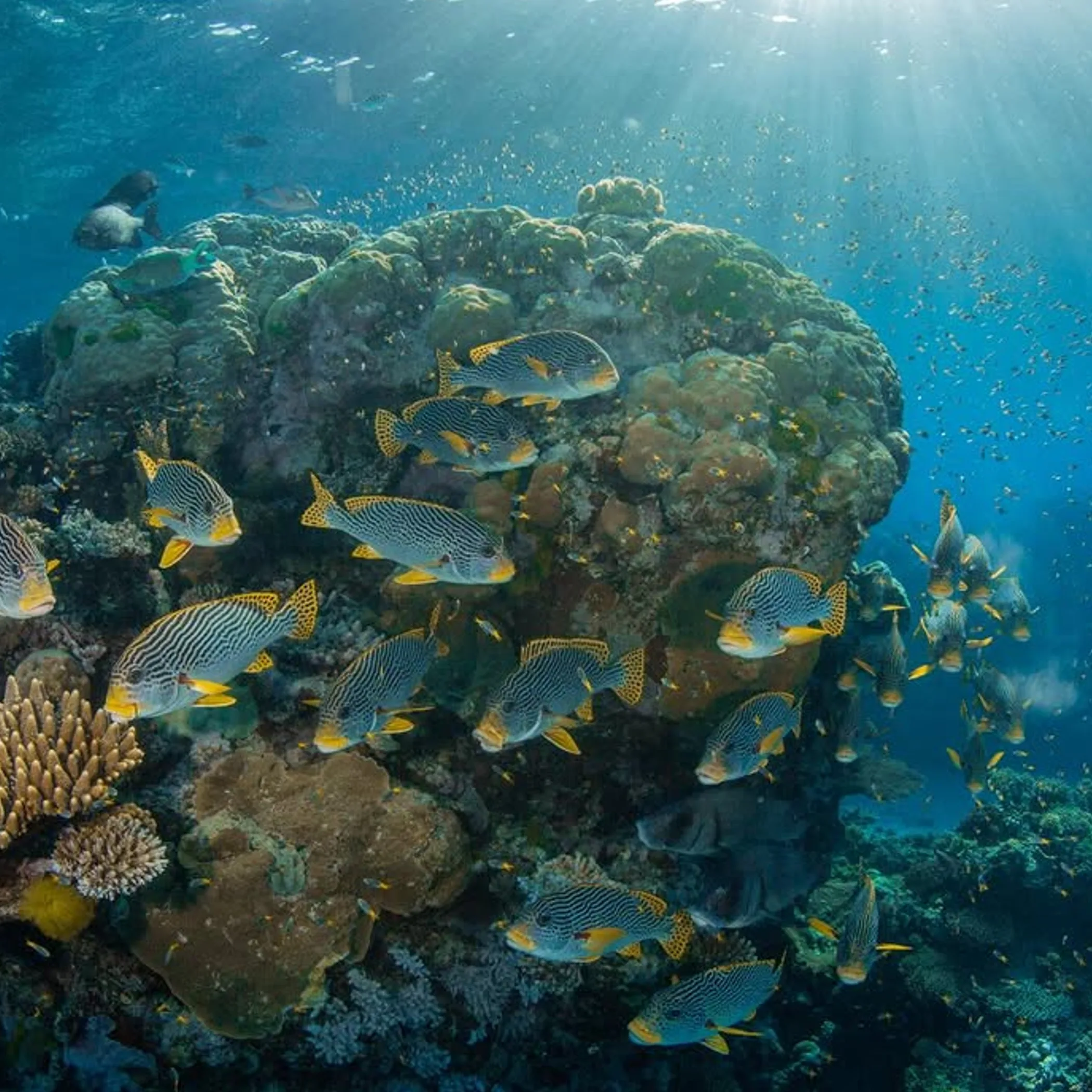 colorful coral and tropical fish underwater