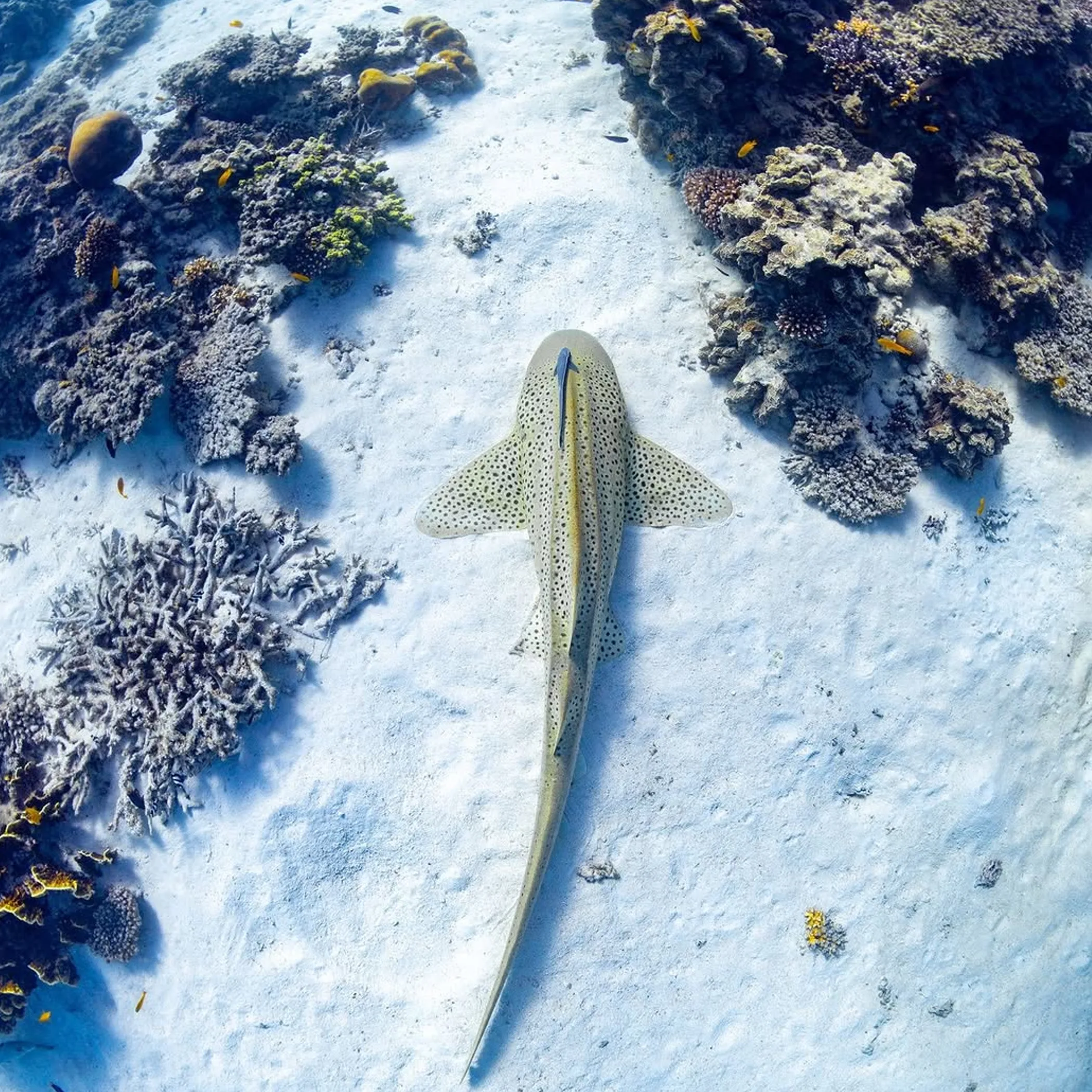 underwater coral reef with fish