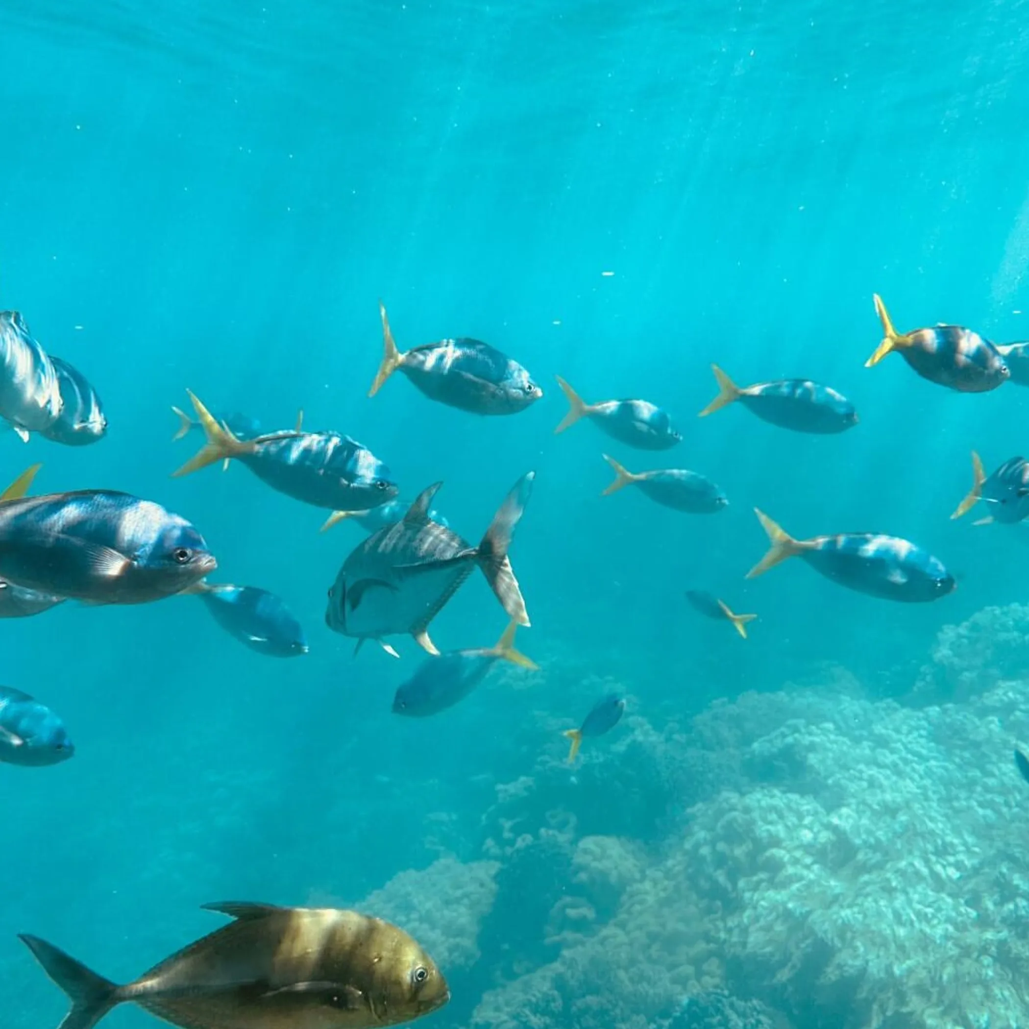 underwater reef with fish swimming