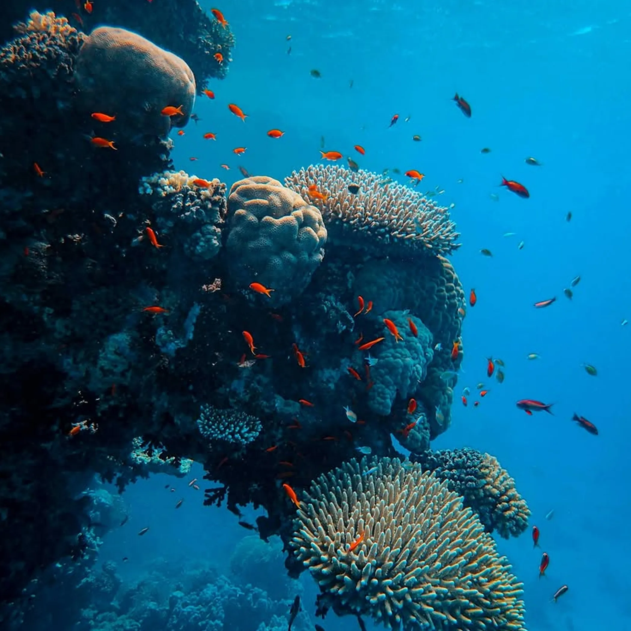 clear reef with colorful fish underwater
