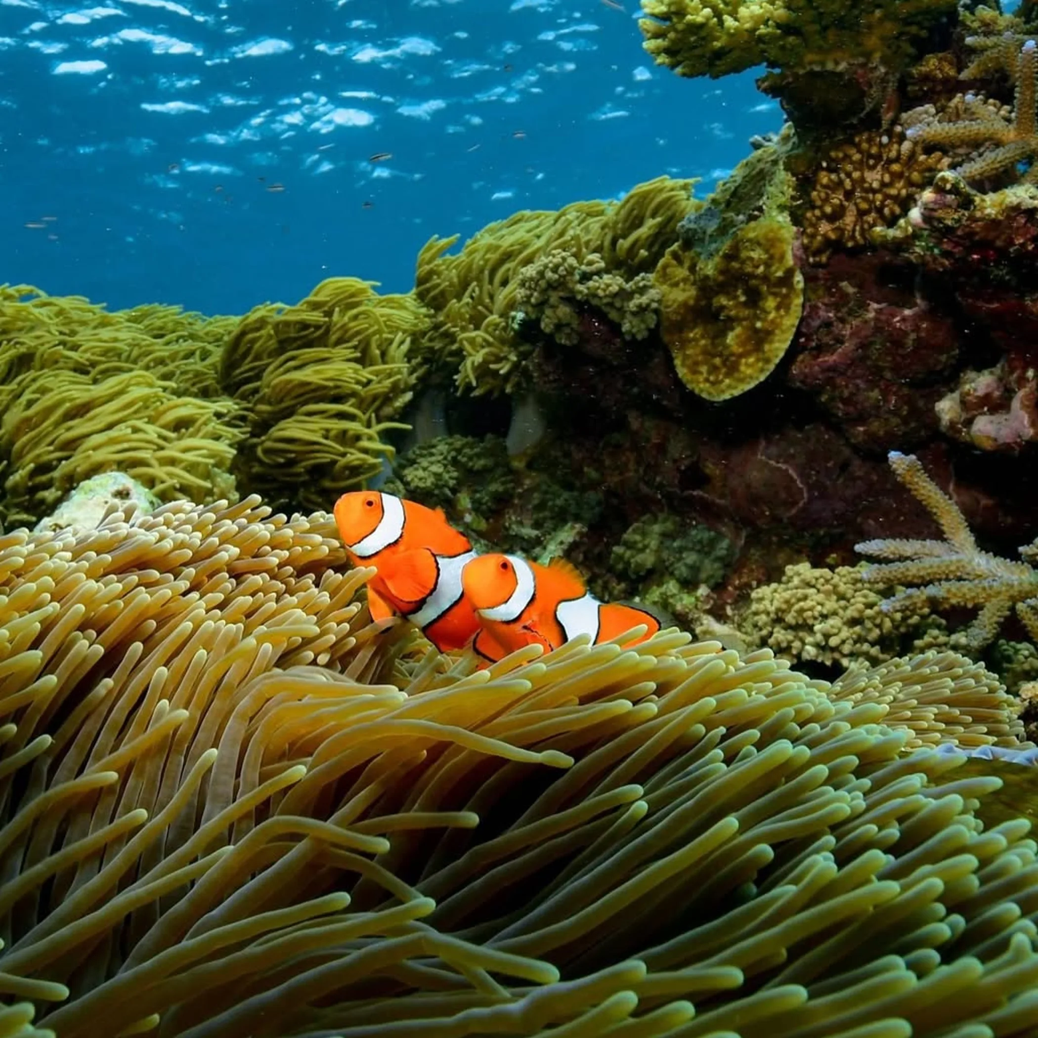 underwater reef with clownfish
