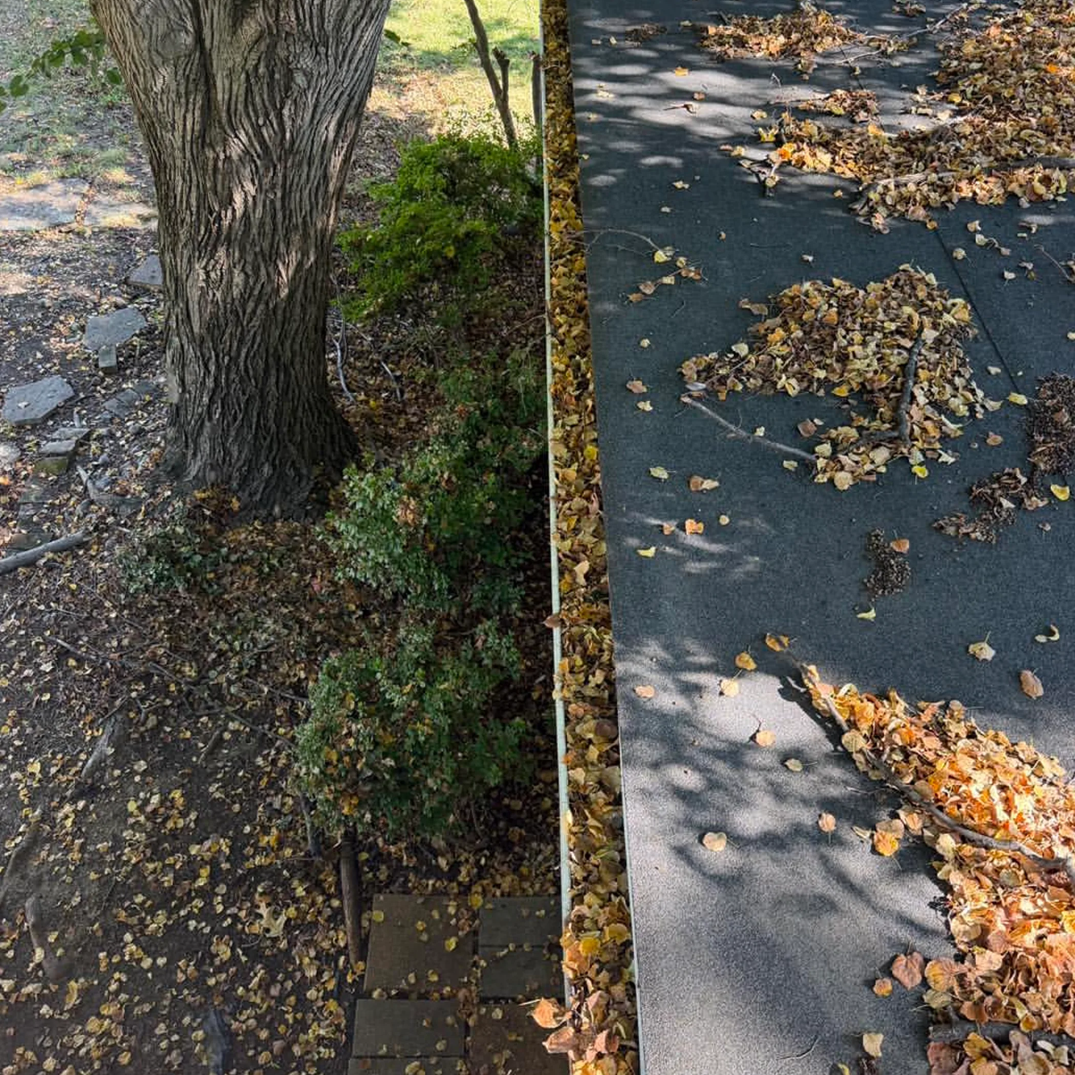 fallen leaves on outdoor surfaces